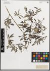 Foto von Salix L.